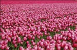 Tulipes 